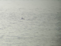 Somateria spectabilis