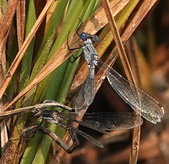 Lestes disjunctus