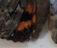 Catocala habilis