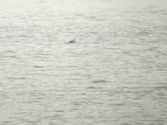 Somateria spectabilis