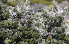 Adenanthos