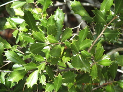 Ilex opaca arenicola