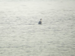 Somateria spectabilis