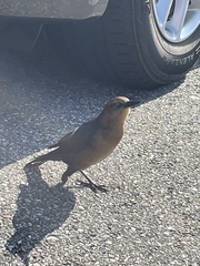 Quiscalus major westoni