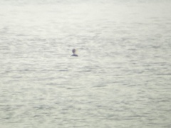 Somateria spectabilis