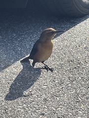 Quiscalus major westoni