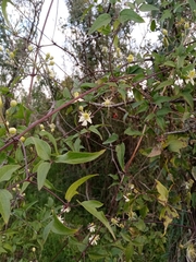 Clematis montevidensis