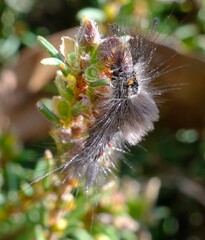Lymantriinae