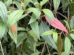 Melastoma denticulatum