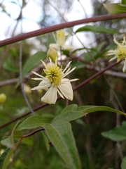Clematis montevidensis