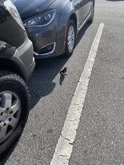 Quiscalus major westoni