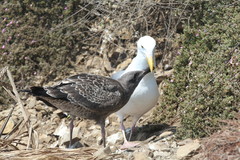Larus occidentalis