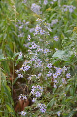 Symphyotrichum shortii