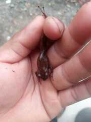 Pristimantis lacrimosus