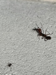 Odontomachus ruginodis