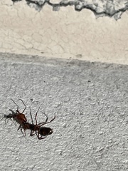 Odontomachus ruginodis