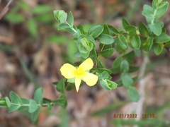 Hypericum tetrapetalum
