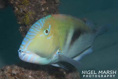 Choerodon cephalotes