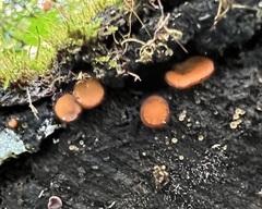 Scutellinia