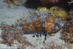 Centrogenys vaigiensis