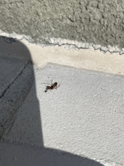 Odontomachus ruginodis