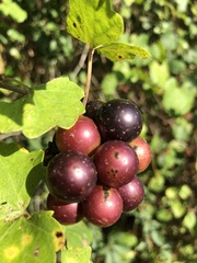 Vitis cinerea