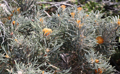 Banksia formosa