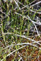 Equisetum scirpoides