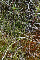Equisetum scirpoides