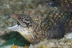 Gymnothorax cribroris