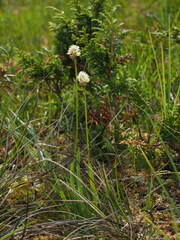 Triantha occidentalis