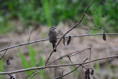 Pycnonotus goiavier analis