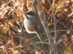 Poecile hudsonicus