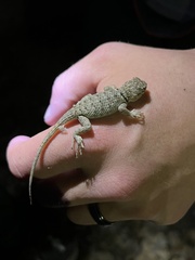 Sceloporus uniformis