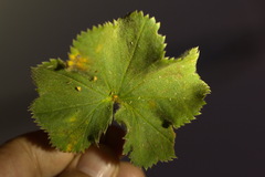 Alchemilla