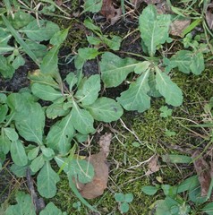 Erigeron pulchellus