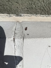 Odontomachus ruginodis