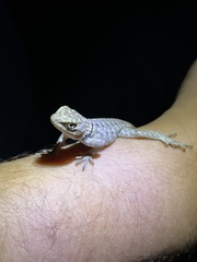 Sceloporus uniformis