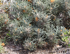 Banksia formosa