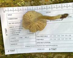 Entoloma