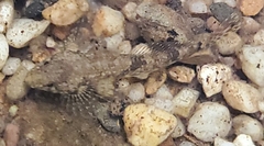 Cottus bairdii
