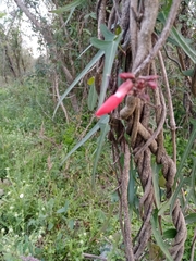 Camptosema rubicundum