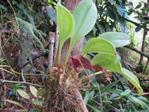 Masdevallia alismifolia