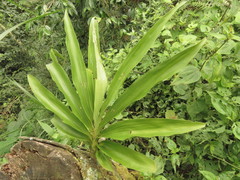 Catasetinae