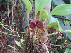Masdevallia
