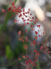 Drosera drummondii