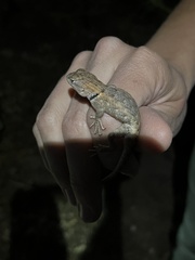 Sceloporus uniformis