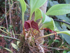 Masdevallia alismifolia