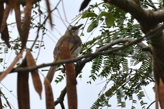 Pycnonotus goiavier analis