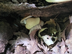 Ossicaulis lignatilis